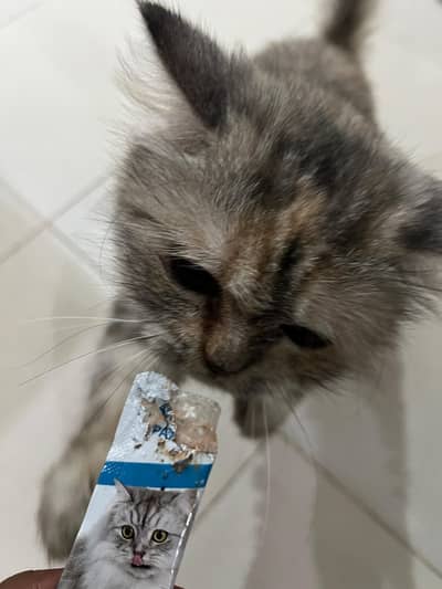 3triple coat Female Persian cat