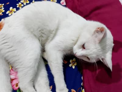 Persian cat