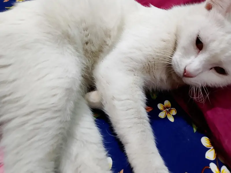 Persian cat — photo 2