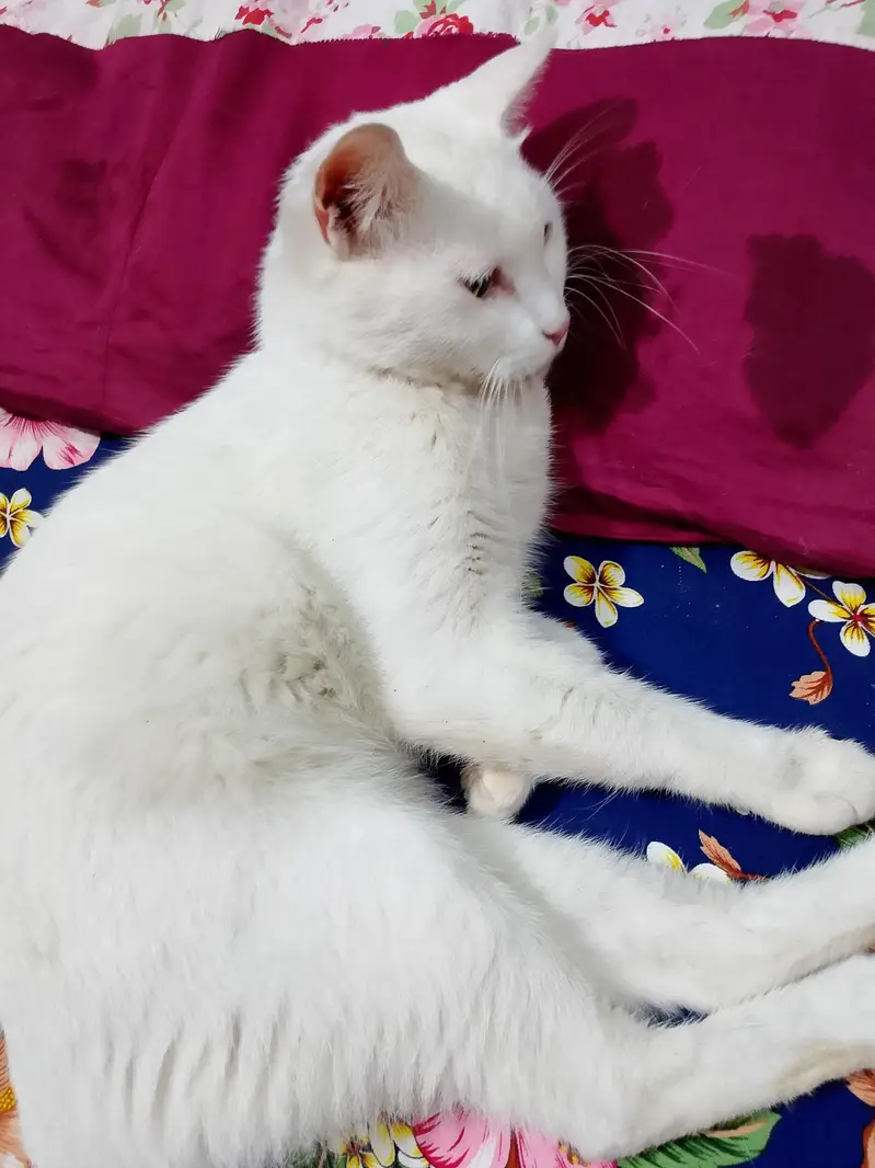 Persian cat — photo 3