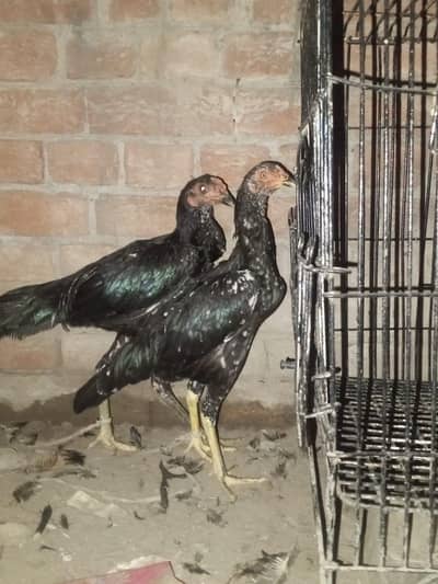 aseel hens urgent sale