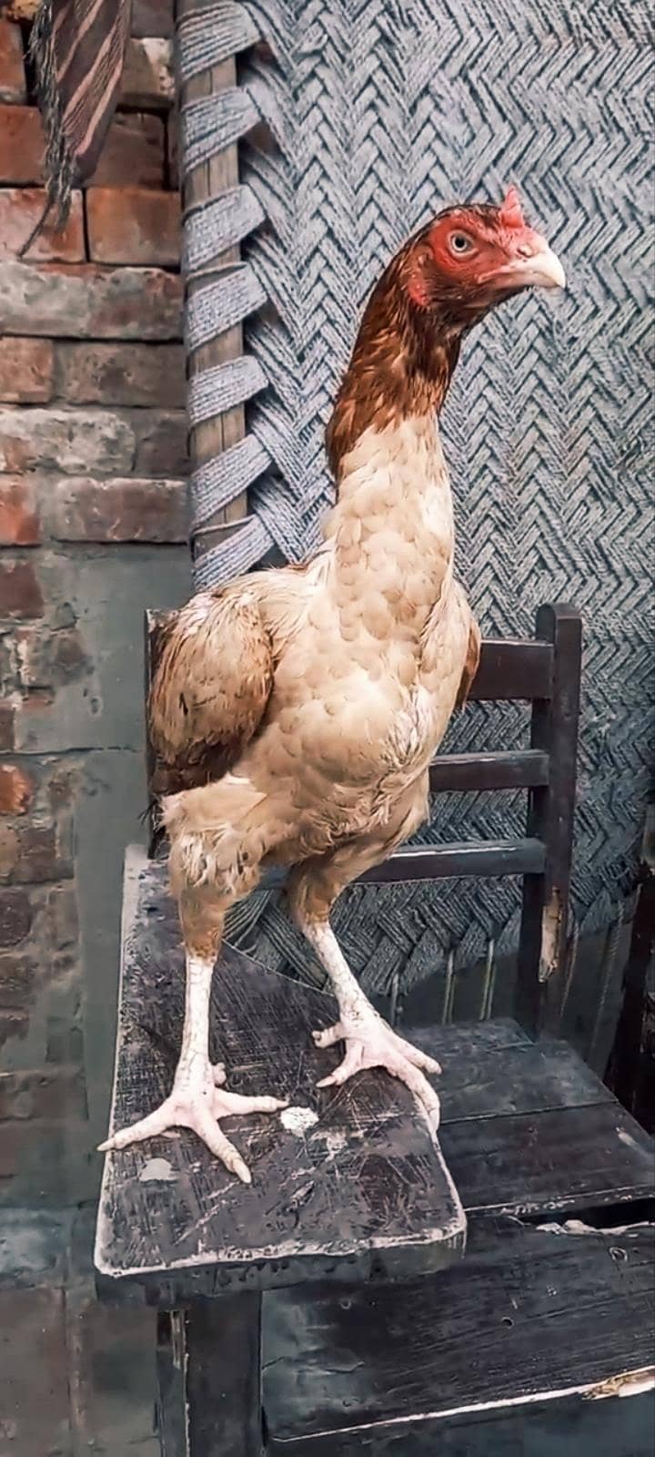quality hen 0