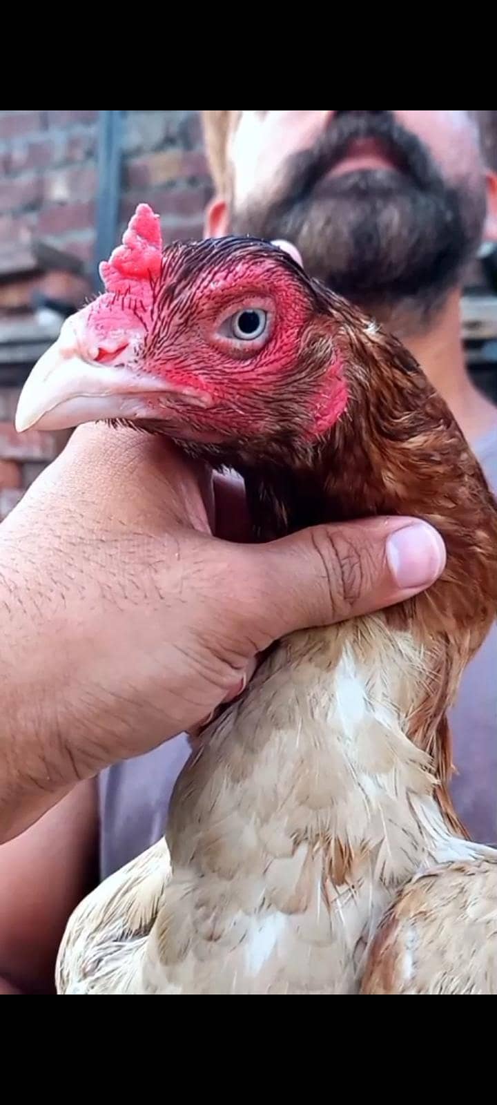 quality hen 1