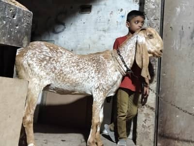 bakri for sale
