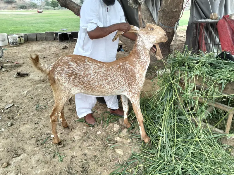 bakri for sale — photo 2