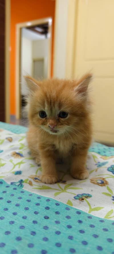 pure Persian kittens pair