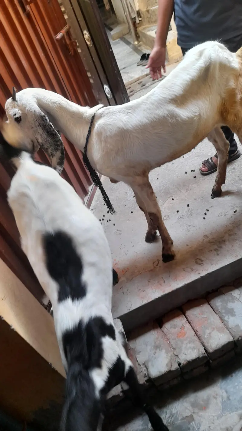desi bakria — photo 2