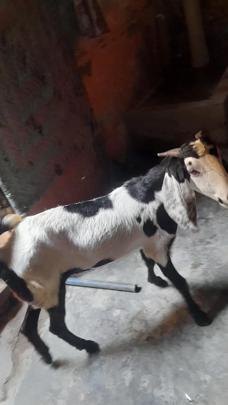 desi bakria — photo 3