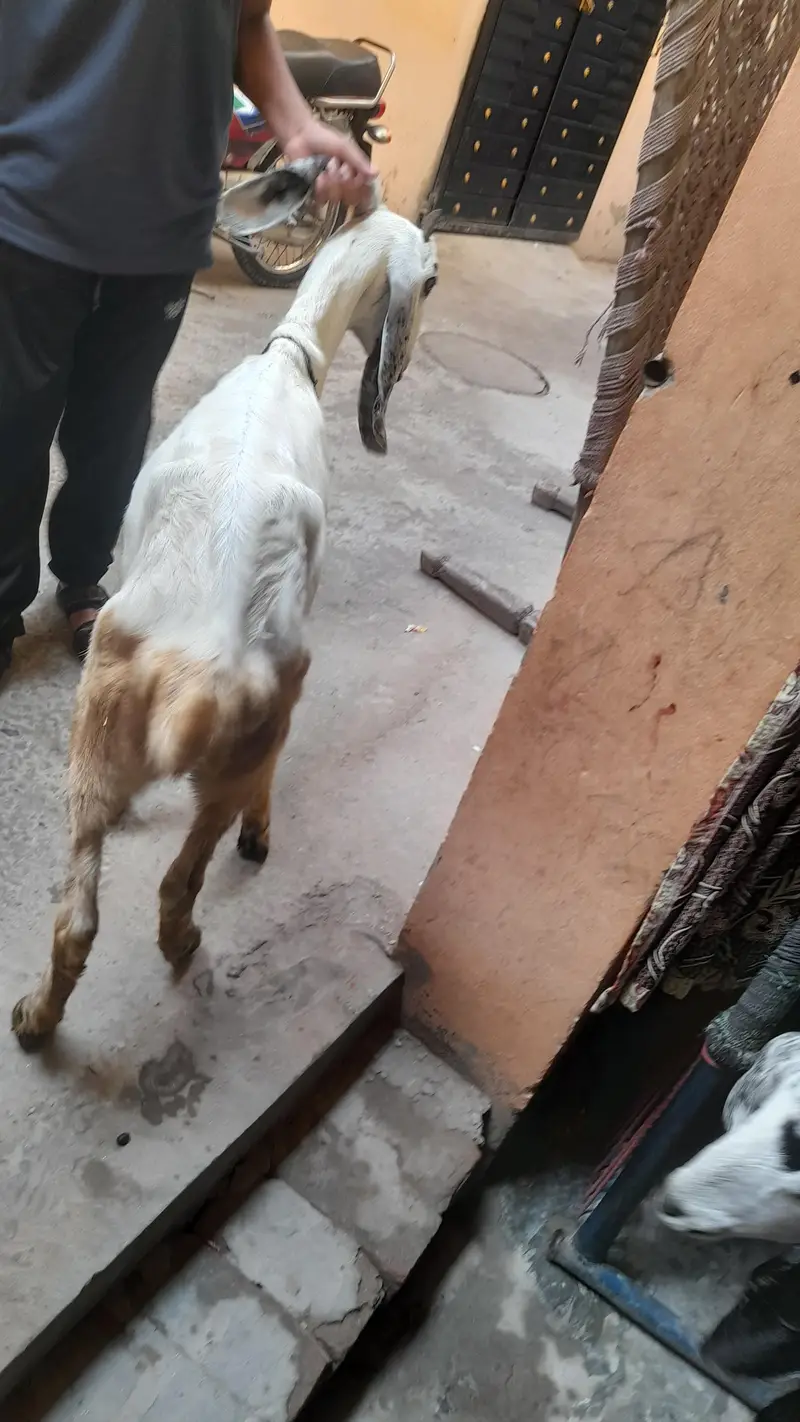 desi bakria — photo 4