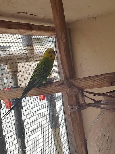 Australian Parrots (Budgies)