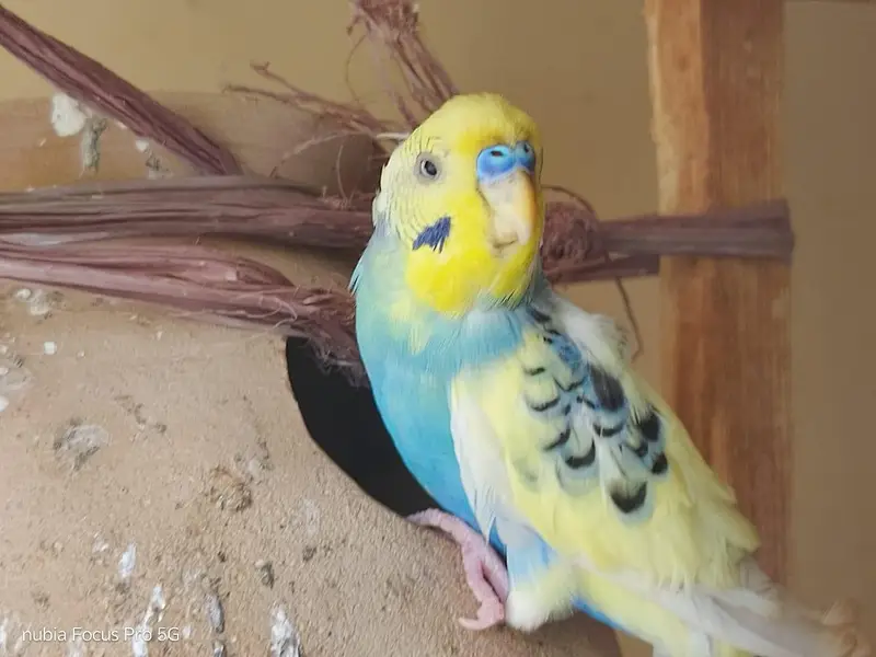Australian Parrots (Budgies) — photo 2