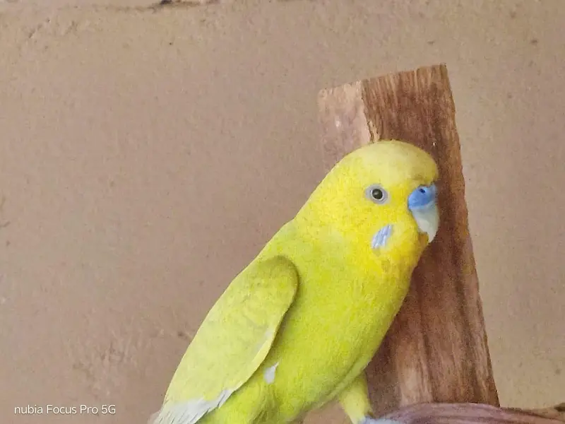 Australian Parrots (Budgies) — photo 3