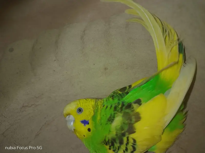 Australian Parrots (Budgies) — photo 4