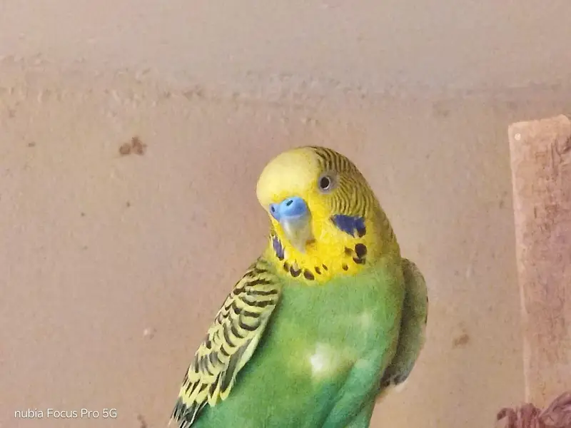 Australian Parrots (Budgies) — photo 5