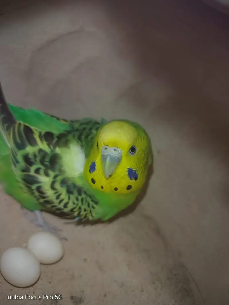Australian Parrots (Budgies) — photo 6