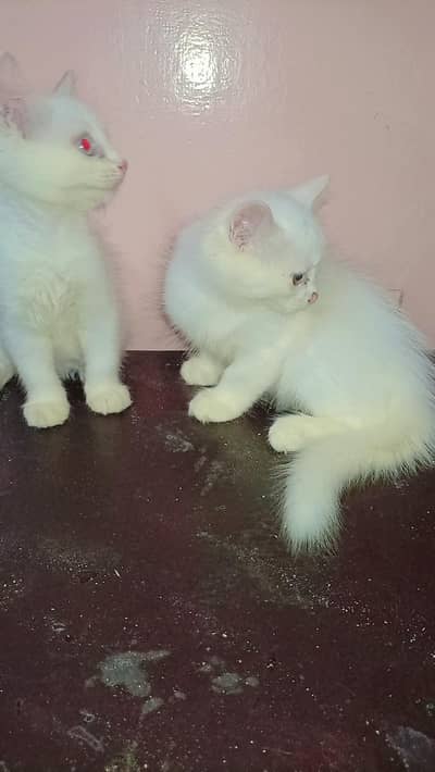 female kitten triple coated Persian