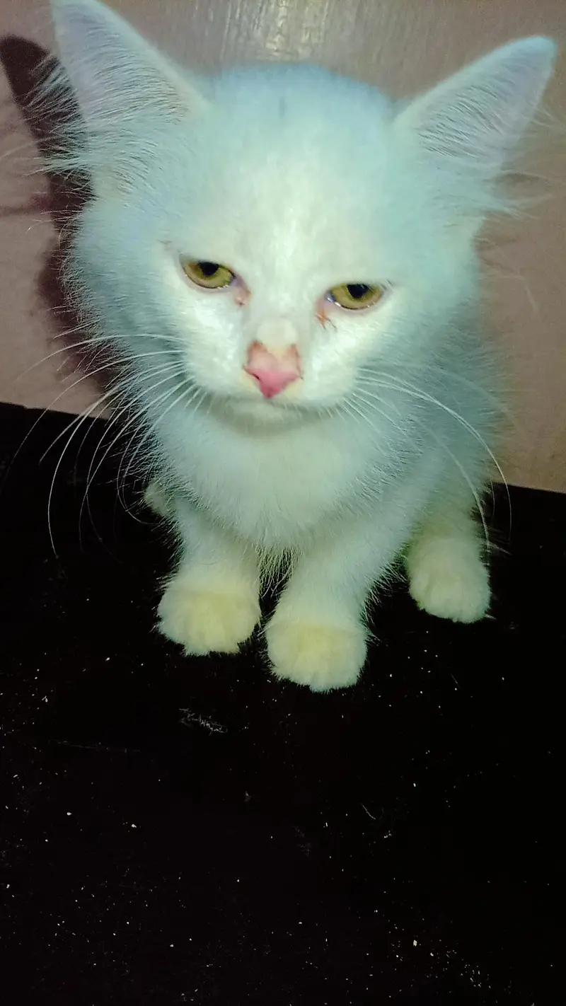 female kitten triple coated Persian — photo 2
