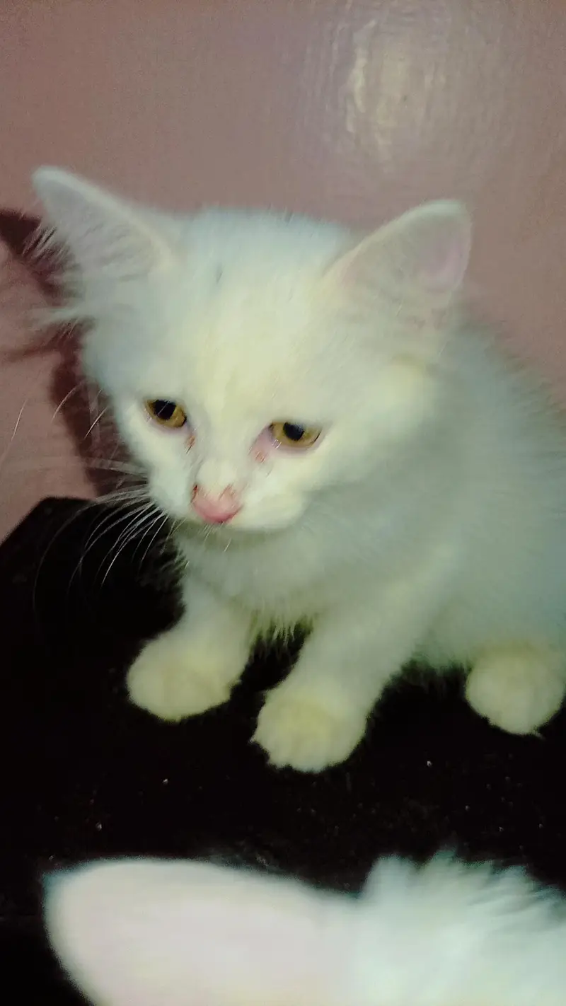 female kitten triple coated Persian — photo 3