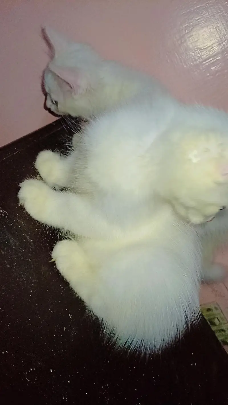 female kitten triple coated Persian — photo 4