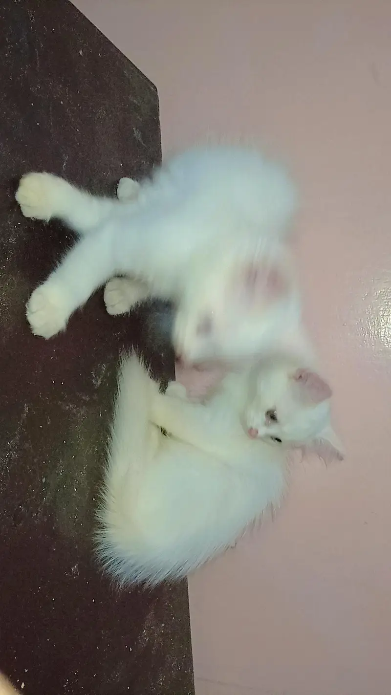female kitten triple coated Persian — photo 5