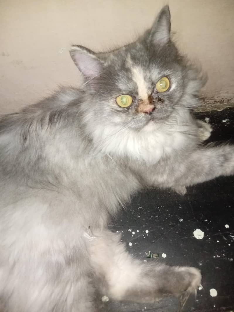 persain cat 0