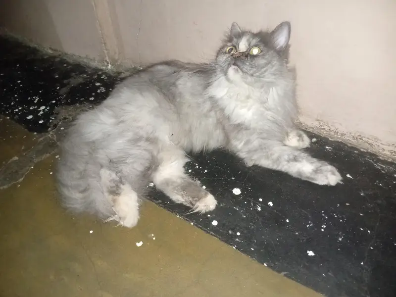 persain cat — photo 2