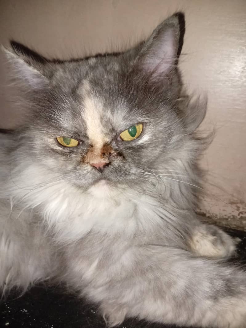 persain cat 2