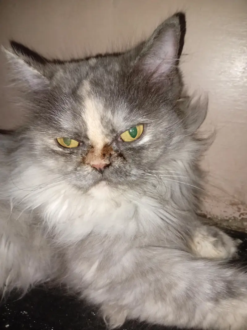 persain cat — photo 3