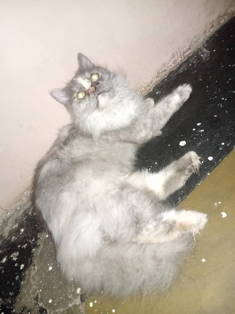 persain cat 4