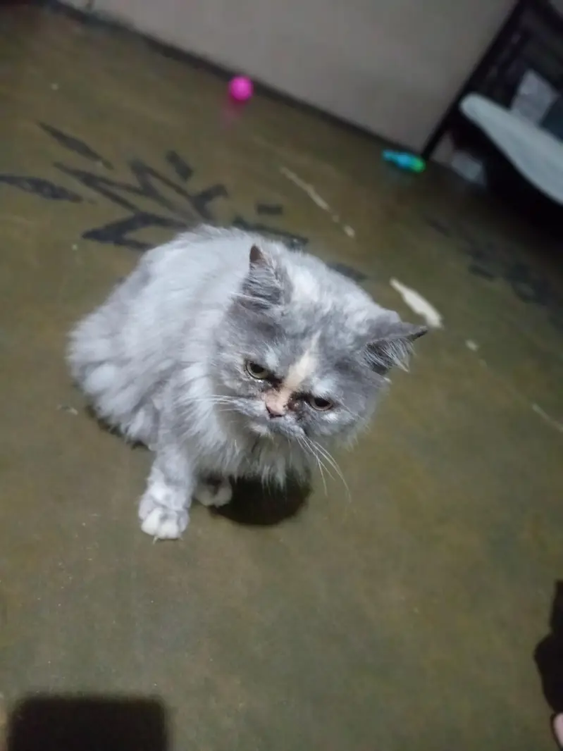 persain cat — photo 6
