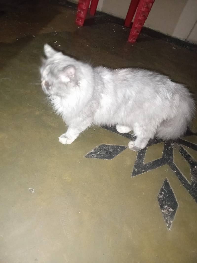 persain cat 6