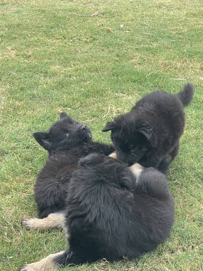 German Shepherd Puppy Available  2 Months Old.