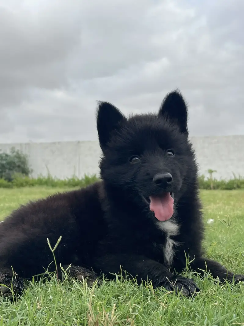 German Shepherd Puppy Available  2 Months Old. — photo 2