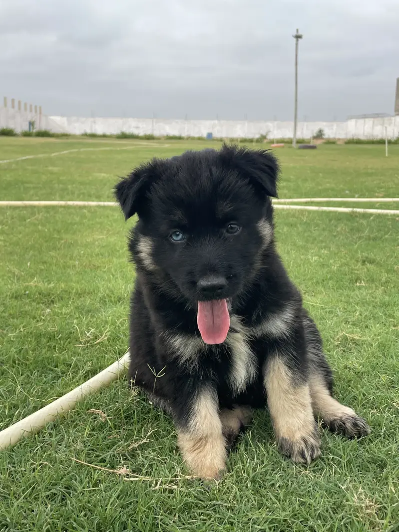German Shepherd Puppy Available  2 Months Old. — photo 3
