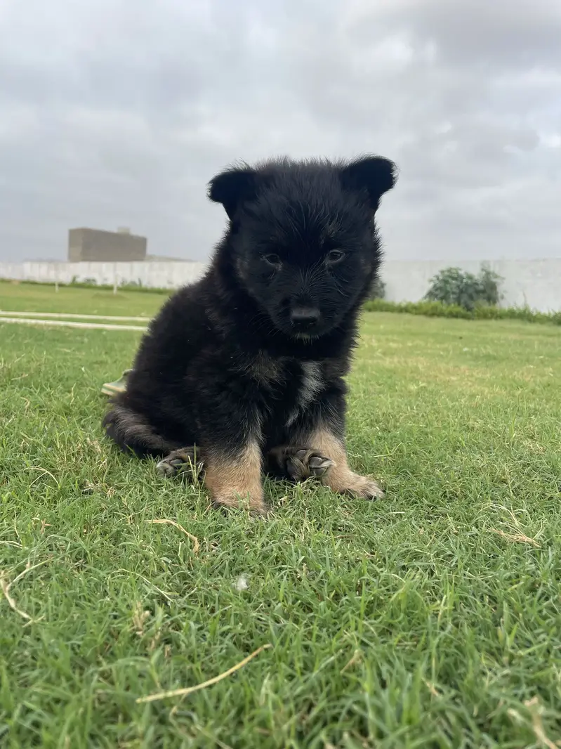 German Shepherd Puppy Available  2 Months Old. — photo 4