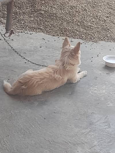 4 Months Old Cute Shepherd Mix Puppy for Sale