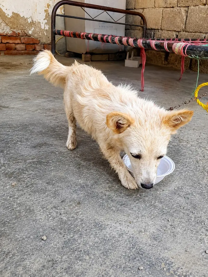 4 Months Old Cute Shepherd Mix Puppy for Sale — photo 2