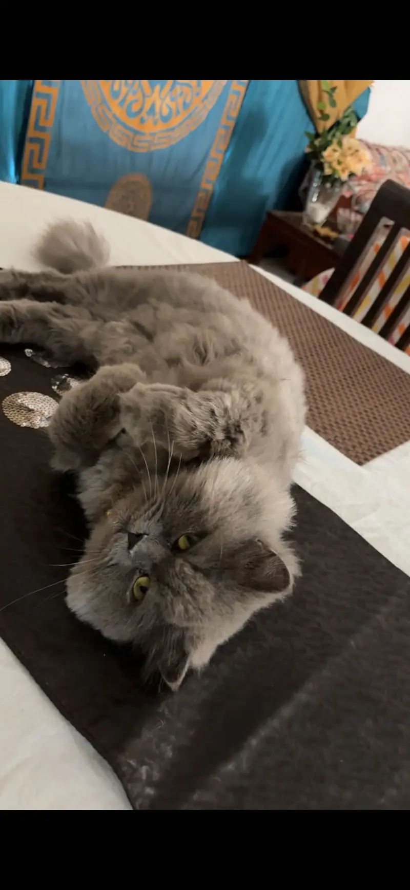 Cute Persian cat for sale — photo 4