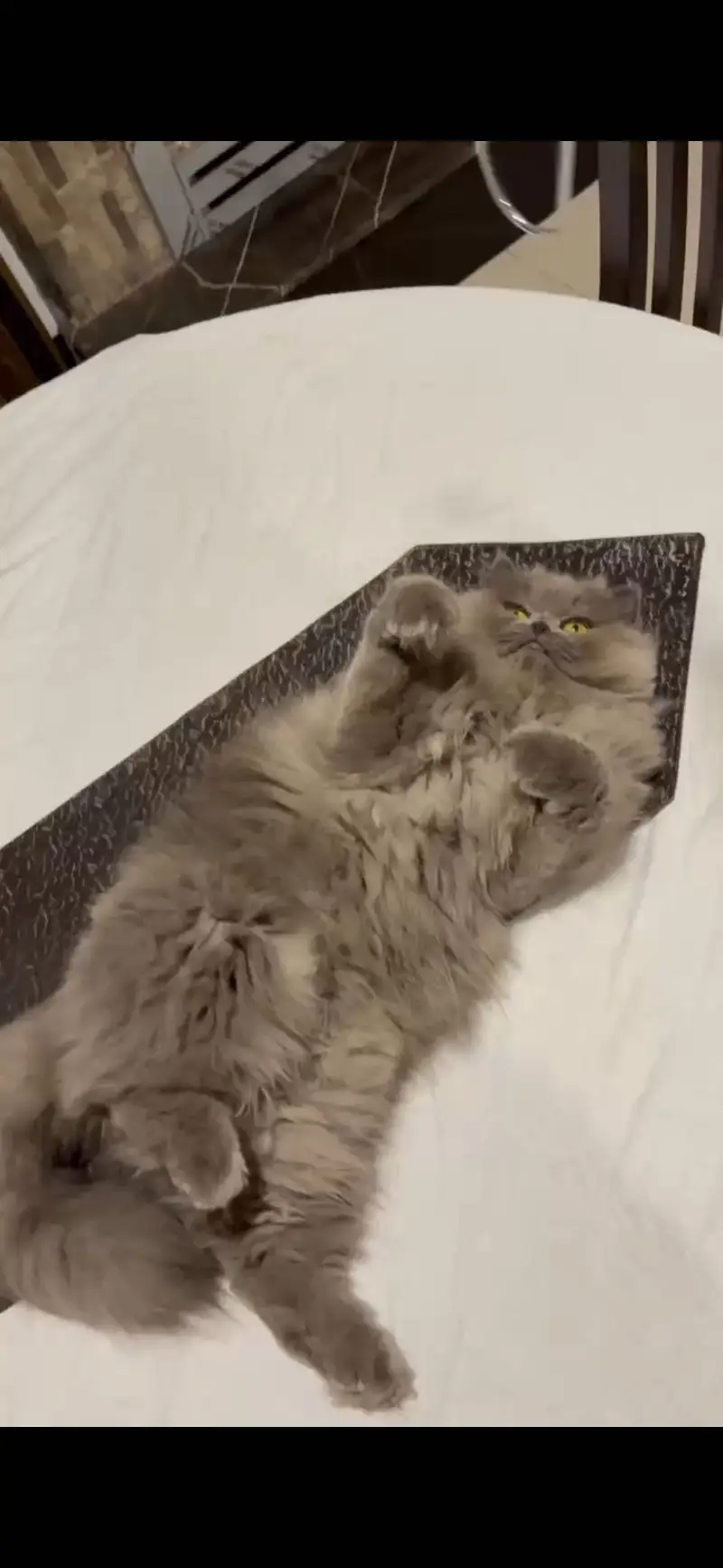 Cute Persian cat for sale — photo 2