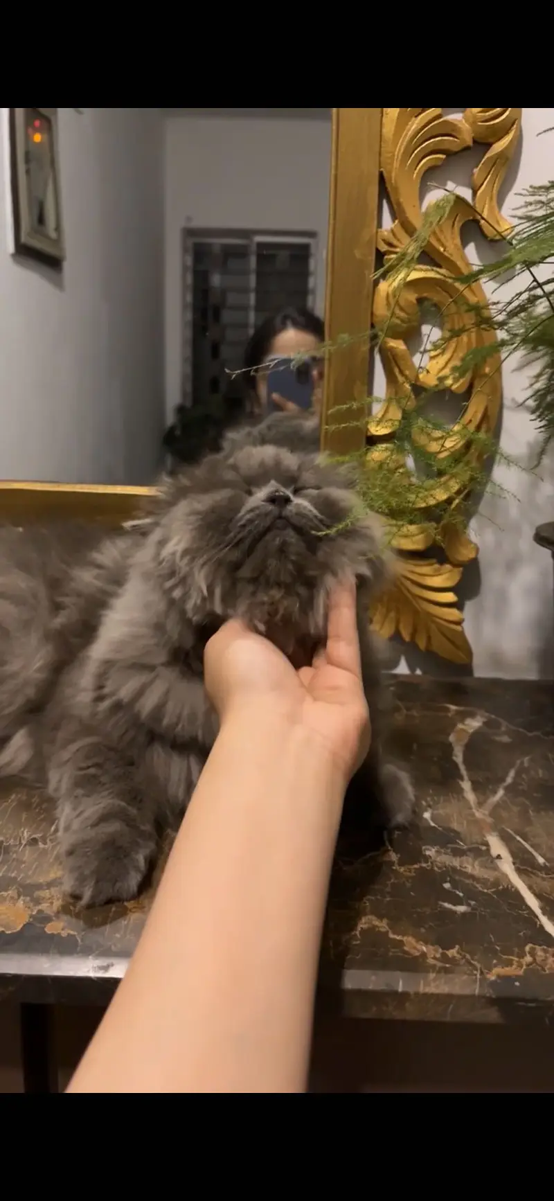 Cute Persian cat for sale — photo 3