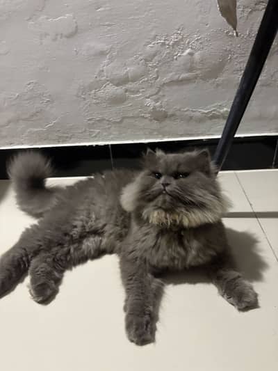 Cute Persian cat for sale