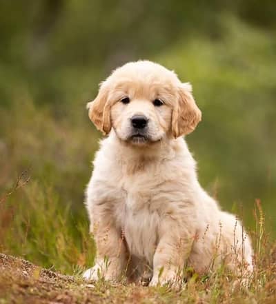 Golden Retriever puppy | Dog Puppies For sale