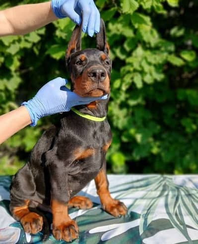 American Doberman puppies | Doberman Puppy | Dog for sale