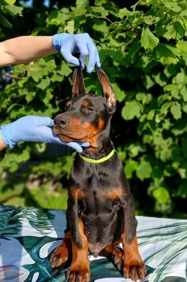 American Doberman puppies | Doberman Puppy | Dog for sale — photo 2