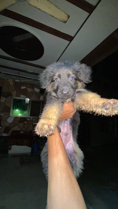 Selling my dog