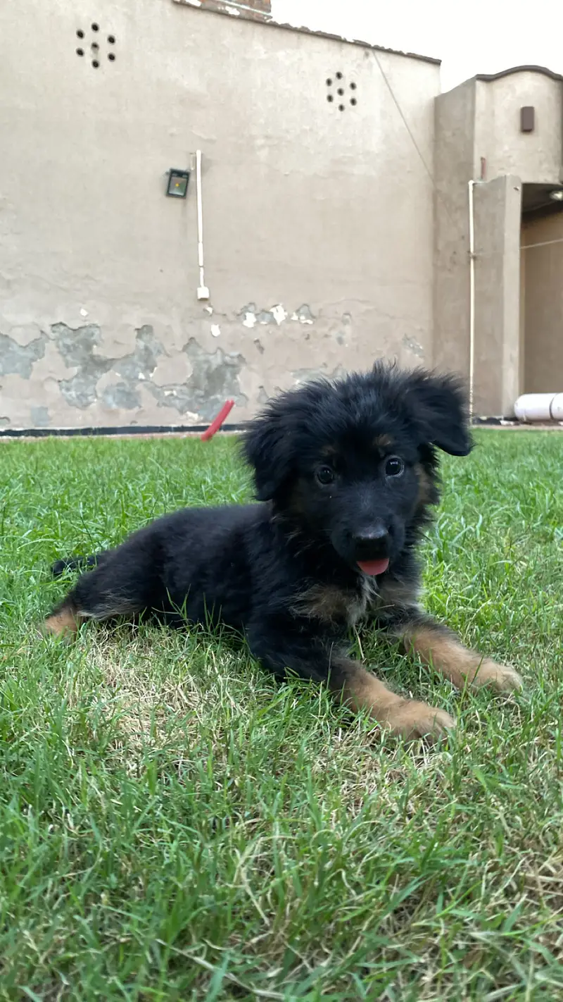 Selling my dog — photo 2