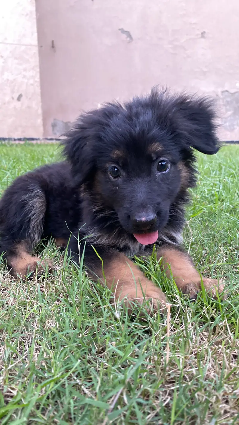 Selling my dog — photo 3