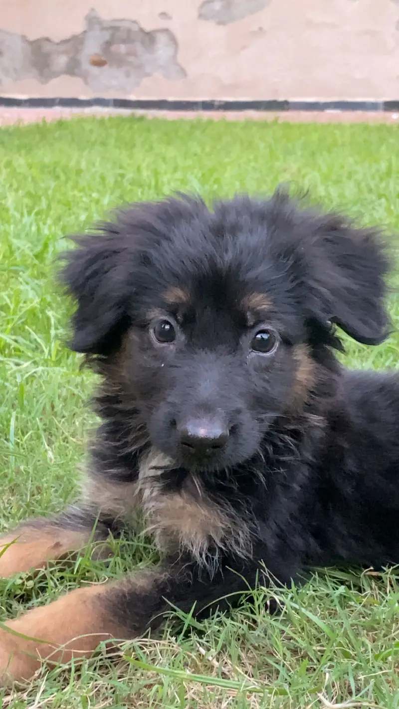 Selling my dog — photo 4