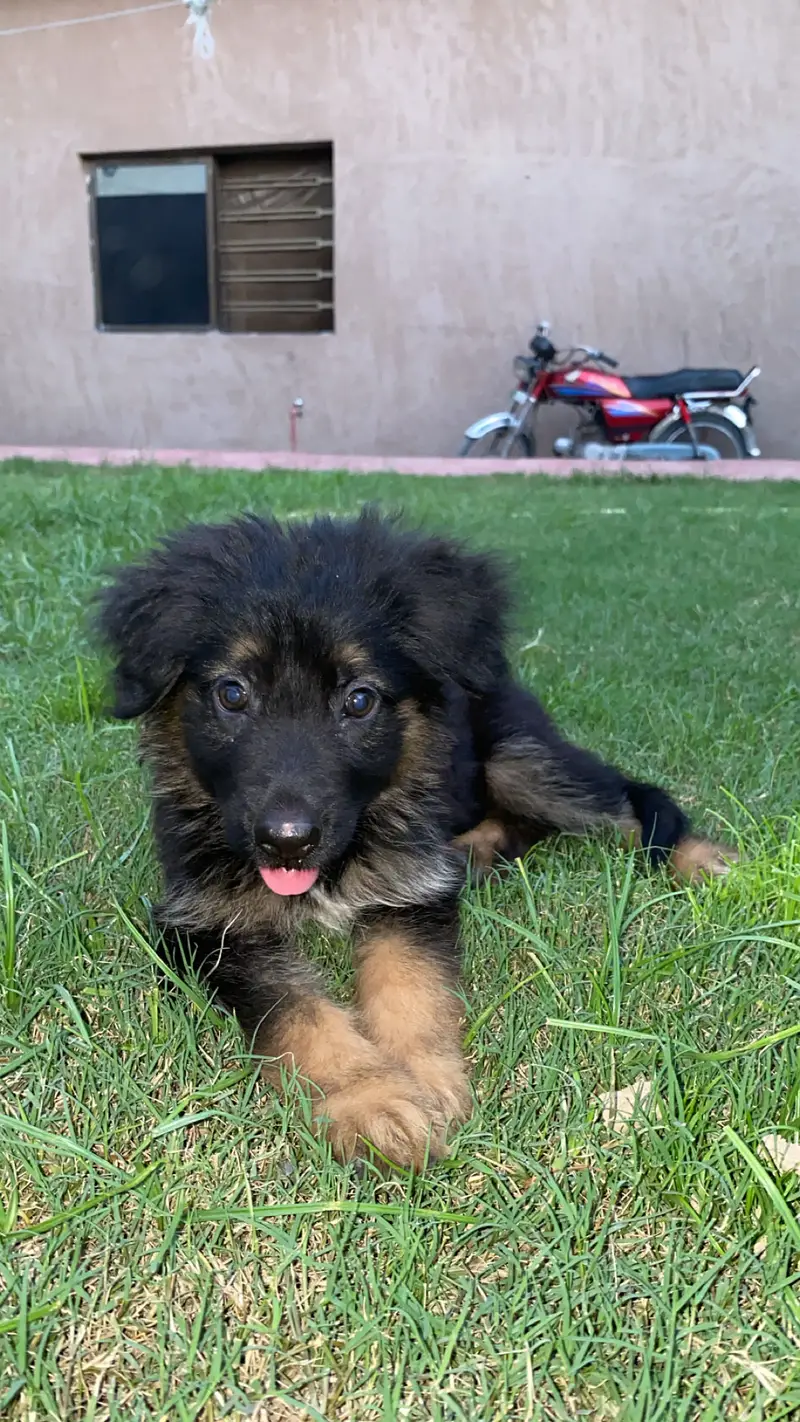 Selling my dog — photo 5