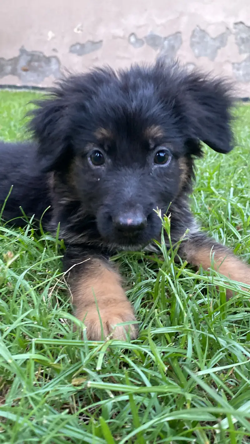 Selling my dog — photo 6